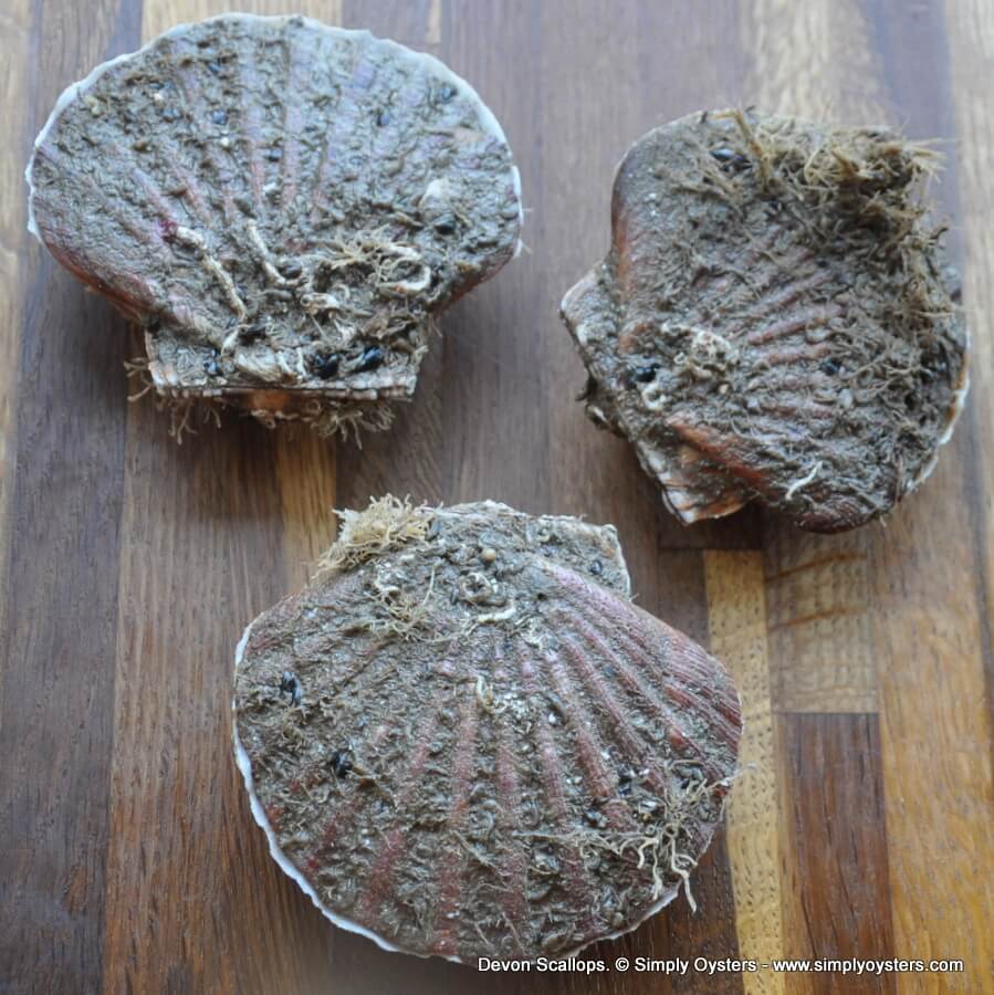 Live Farmed Scallops Buy Online UK Delivery